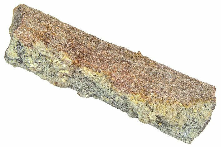 Devonian Petrified Wood (Callixylon) Section - Oldest True Wood #363279